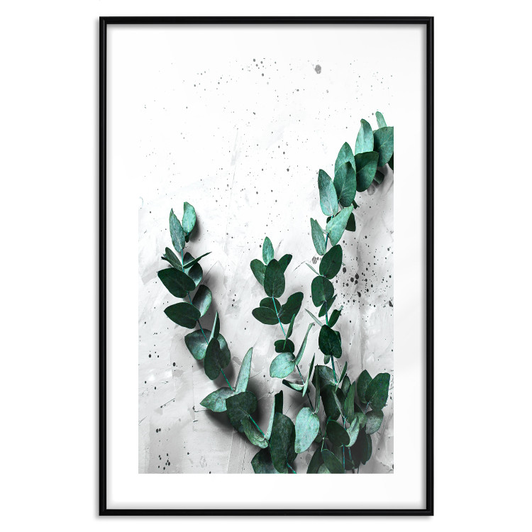 Poster Eucalyptus Scent - green plant leaves on a concrete texture background 123417 additionalImage 17