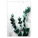 Poster Eucalyptus Scent - green plant leaves on a concrete texture background 123417