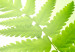 Canvas Fern (1 Part) Vertical 126817 additionalThumb 5