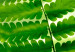Canvas Fern (1 Part) Vertical 126817 additionalThumb 4