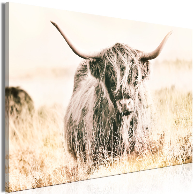 Canvas Print Scottish Giant (1-piece) Wide - meadow landscape with an animal 129817 additionalImage 2