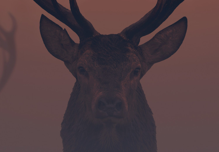Wall Poster Deer in the Mist - animal against a sunset backdrop during mist 129917 additionalImage 4