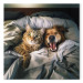 Canvas Print AI Golden Retriever Dog and Tabby Cat - Animals Resting in Comfortable Bedding - Square 150217 additionalThumb 7