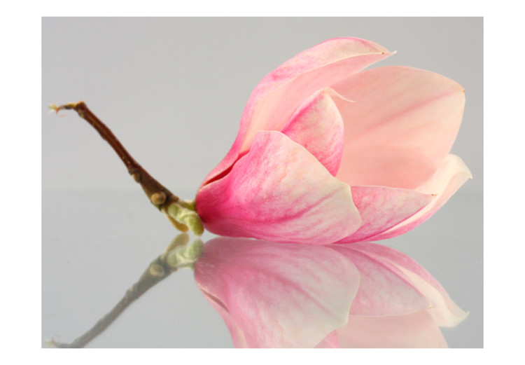 Wall Mural A lonely magnolia flower 60417 additionalImage 1
