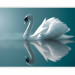 Photo Wallpaper White swan 61317 additionalThumb 1