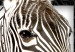 Canvas Art Print Zebra in Stripes (1-part) - Animal in Black and White Pattern 116427 additionalThumb 5