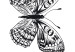 Canvas Print Butterfly family - four black and white butterflies in line art style 116927 additionalThumb 5