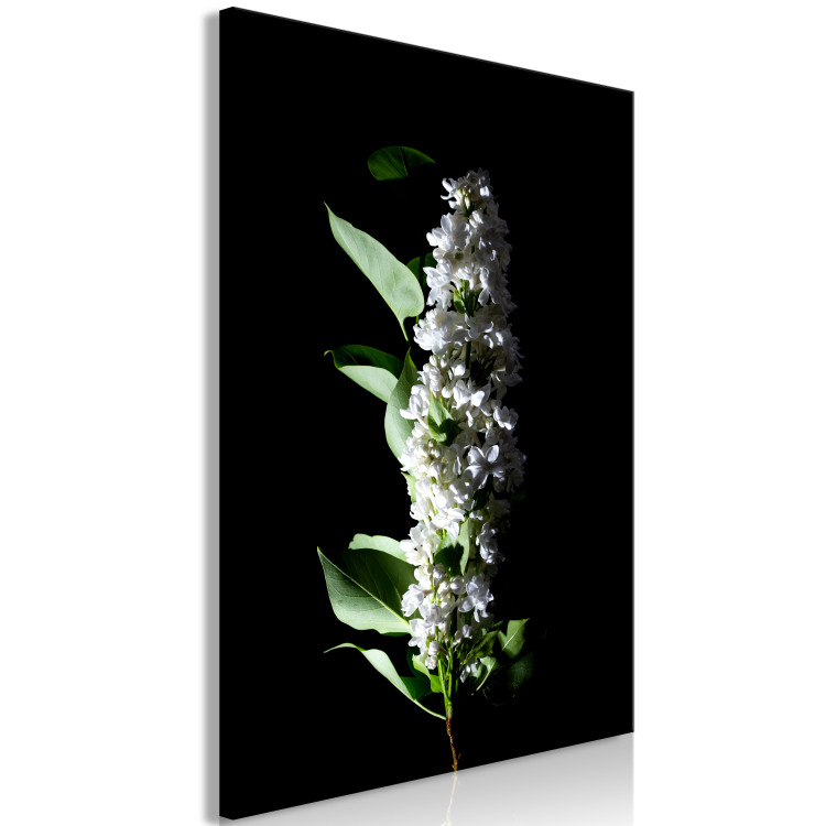 Canvas Art Print May decoration - photo of a white lilac flower and leaves on black 121627 additionalImage 2