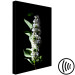 Canvas Art Print May decoration - photo of a white lilac flower and leaves on black 121627 additionalThumb 6