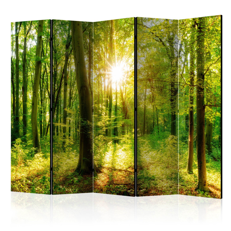 Folding Screen Rays of the Forest II - landscape of forest vegetation and sun rays 133827