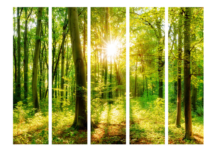 Folding Screen Rays of the Forest II - landscape of forest vegetation and sun rays 133827 additionalImage 3