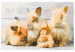 Paint by Number Kit Four Bunnies 134527 additionalThumb 7