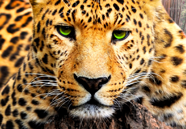 Large canvas print Wild Cat's Rest II [Large Format] 150727 additionalImage 4