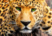 Large canvas print Wild Cat's Rest II [Large Format] 150727 additionalThumb 4