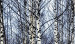 Canvas Print White birches 58727 additionalThumb 4