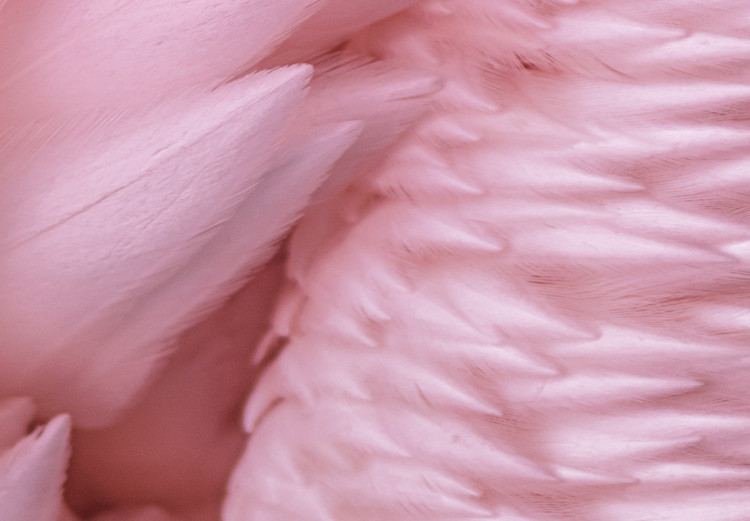 Canvas Print Pink feathers - the delicacy and subtlety of the unique bird nature 117137 additionalImage 4