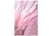 Canvas Print Pink feathers - the delicacy and subtlety of the unique bird nature 117137