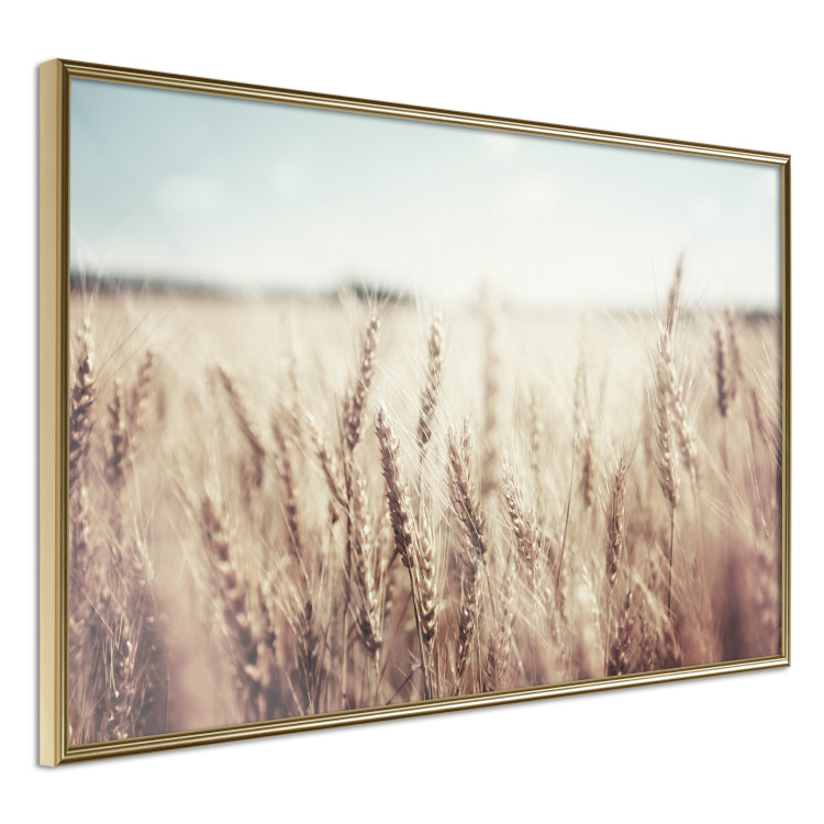 Wall Poster Golden Field - landscape of a field full of golden grain against the sky 129837 additionalImage 14