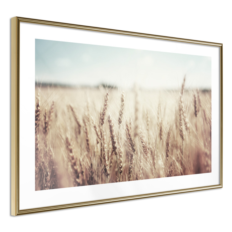 Wall Poster Golden Field - landscape of a field full of golden grain against the sky 129837 additionalImage 9