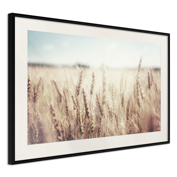 Wall Poster Golden Field - landscape of a field full of golden grain against the sky 129837 additionalImage 2