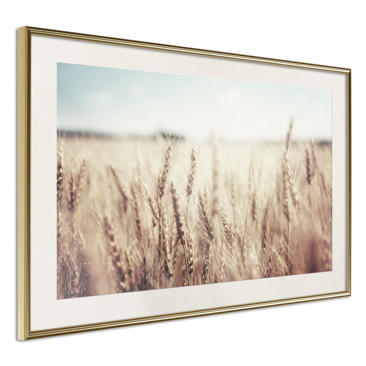 Wall Poster Golden Field - landscape of a field full of golden grain against the sky 129837 additionalImage 3