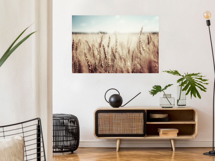 Wall Poster Golden Field - landscape of a field full of golden grain against the sky 129837 additionalImage 4