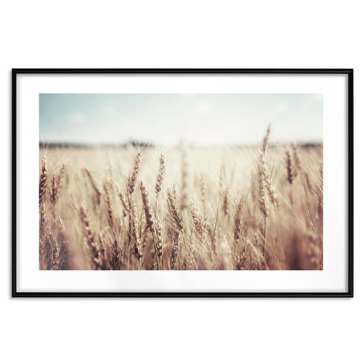 Wall Poster Golden Field - landscape of a field full of golden grain against the sky 129837 additionalImage 17