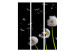 Room Divider Dandelions, Kites, Wind... - dandelion flowers on a black background 133937 additionalThumb 3