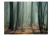 Photo Wallpaper Witches' forest 60537 additionalThumb 1