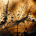 Photo Wallpaper Dandelions in the Rain - Close-up of Water Droplets on Flower Puffs in the Sun 60637 additionalThumb 5