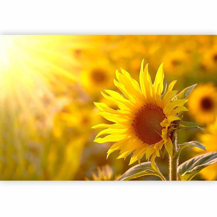 Wall Mural Summer Floral Motif - Yellow Flower in the Sun on a Sunflower Field Background 60737 additionalImage 1