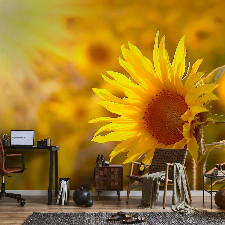 Wall Mural Summer Floral Motif - Yellow Flower in the Sun on a Sunflower Field Background 60737 additionalImage 4