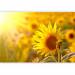 Wall Mural Summer Floral Motif - Yellow Flower in the Sun on a Sunflower Field Background 60737 additionalThumb 1