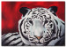 Canvas Print White tiger 64337