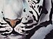Canvas Print White tiger 64337 additionalThumb 3