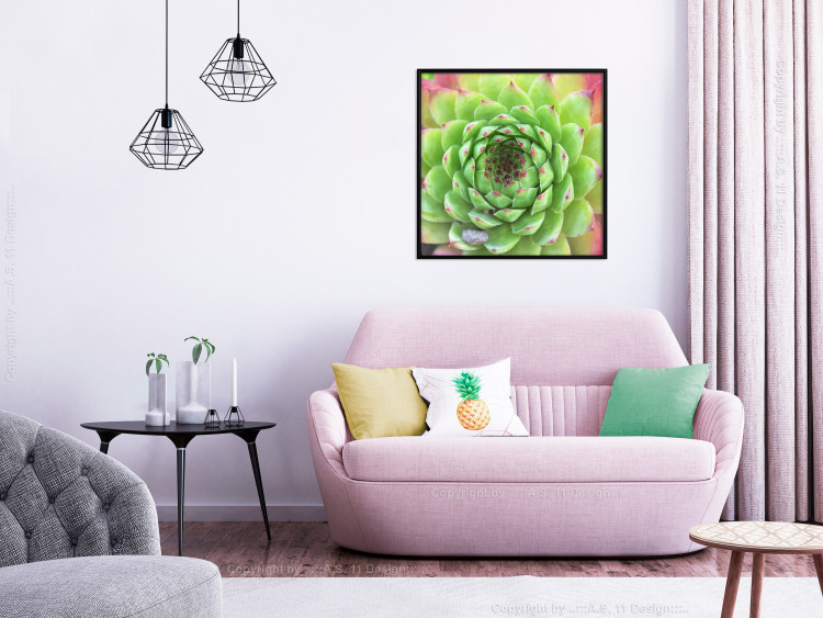 Wall Poster Succulent (Square) - botanical composition with green-pink leaves 114447 additionalImage 9