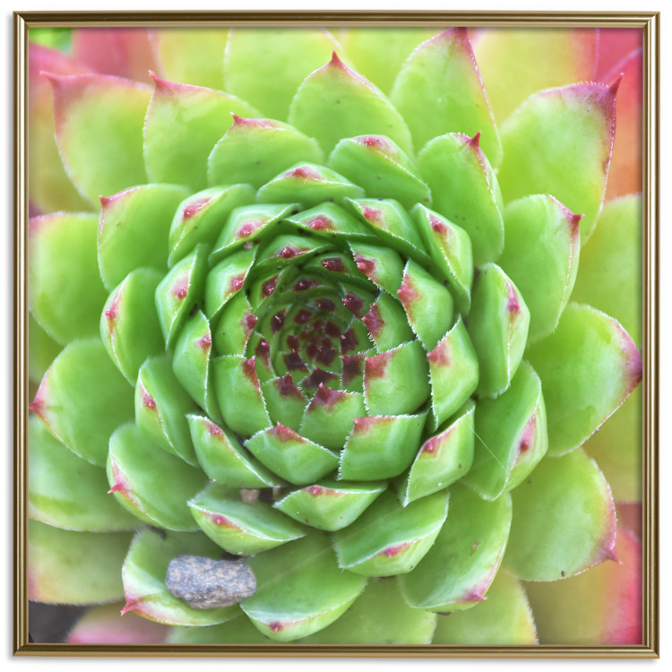 Wall Poster Succulent (Square) - botanical composition with green-pink leaves 114447 additionalImage 21