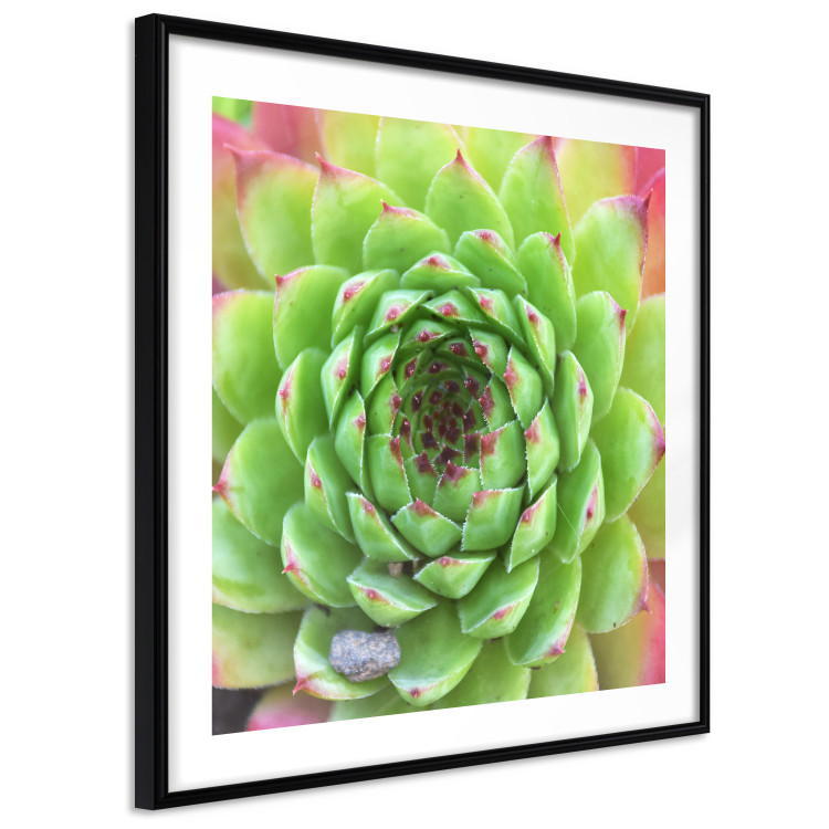 Wall Poster Succulent (Square) - botanical composition with green-pink leaves 114447 additionalImage 12