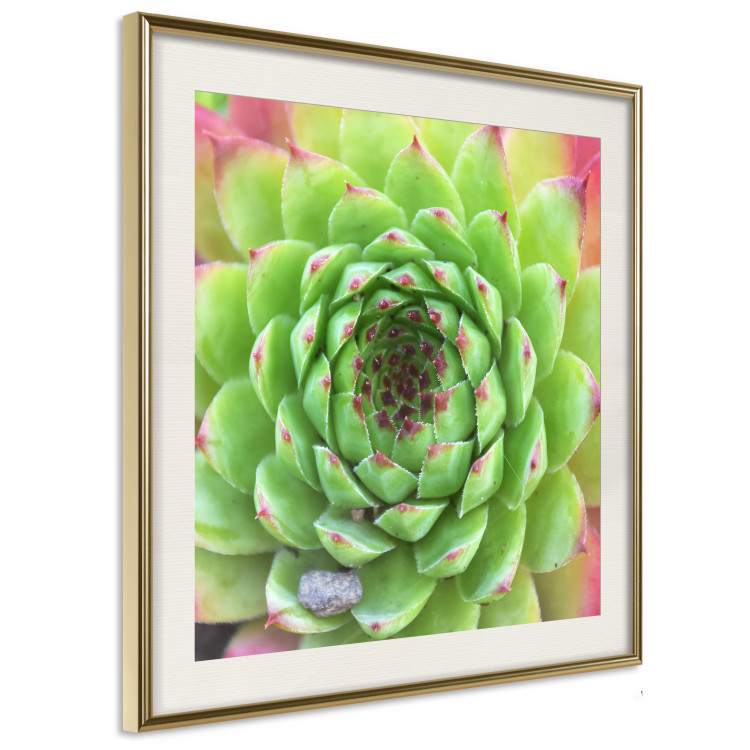 Wall Poster Succulent (Square) - botanical composition with green-pink leaves 114447 additionalImage 14