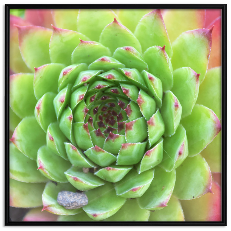 Wall Poster Succulent (Square) - botanical composition with green-pink leaves 114447 additionalImage 16