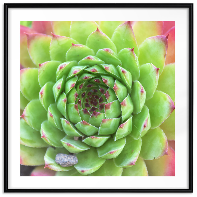 Wall Poster Succulent (Square) - botanical composition with green-pink leaves 114447 additionalImage 15
