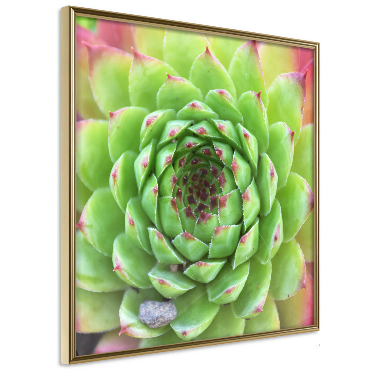 Wall Poster Succulent (Square) - botanical composition with green-pink leaves 114447 additionalImage 3
