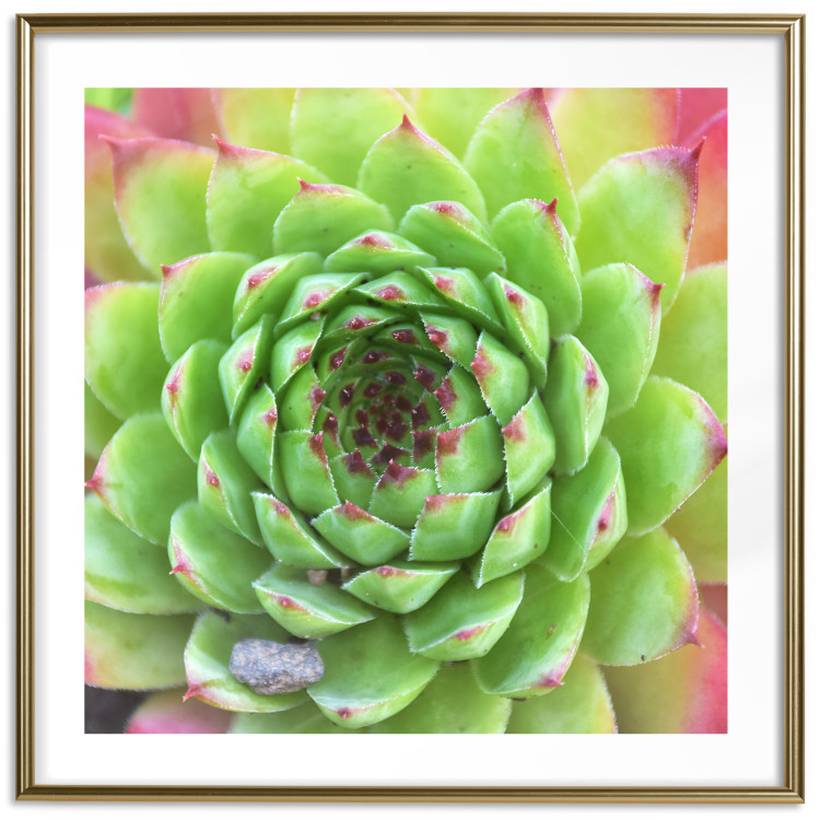 Wall Poster Succulent (Square) - botanical composition with green-pink leaves 114447 additionalImage 16