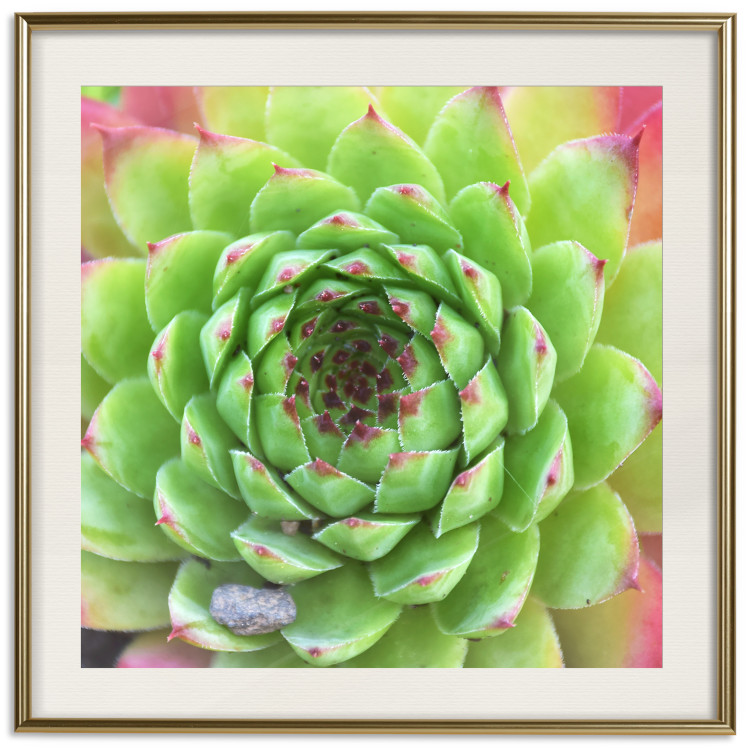Wall Poster Succulent (Square) - botanical composition with green-pink leaves 114447 additionalImage 20