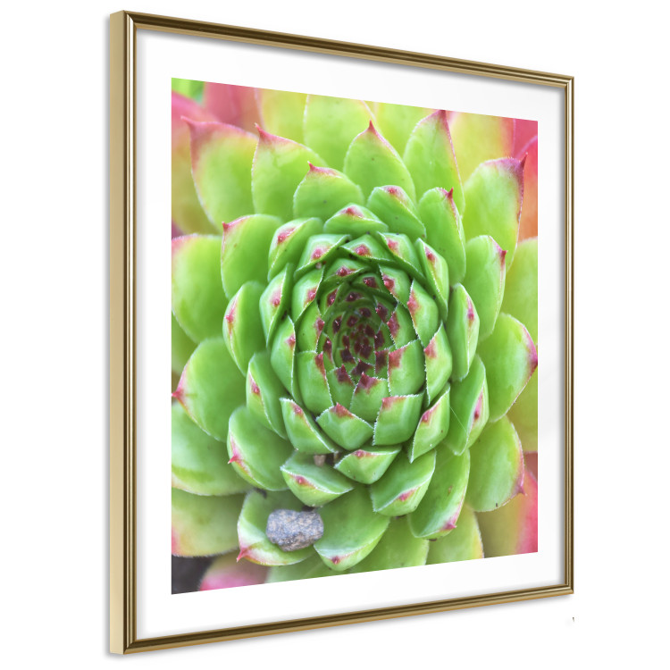 Wall Poster Succulent (Square) - botanical composition with green-pink leaves 114447 additionalImage 11