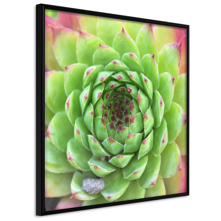 Wall Poster Succulent (Square) - botanical composition with green-pink leaves 114447 additionalImage 2