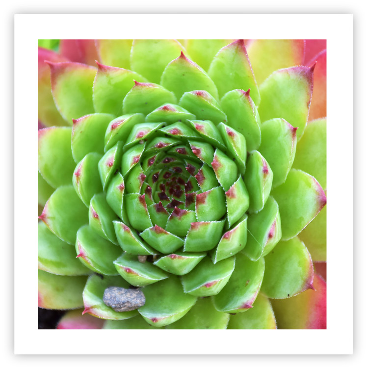 Wall Poster Succulent (Square) - botanical composition with green-pink leaves 114447 additionalImage 19