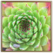 Wall Poster Succulent (Square) - botanical composition with green-pink leaves 114447 additionalThumb 21