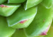 Wall Poster Succulent (Square) - botanical composition with green-pink leaves 114447 additionalThumb 5