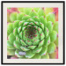 Wall Poster Succulent (Square) - botanical composition with green-pink leaves 114447 additionalThumb 19